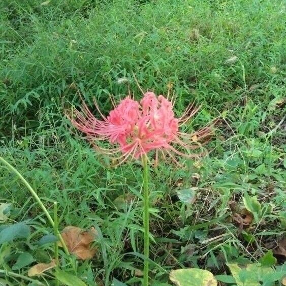 Lycoris radiata Flower