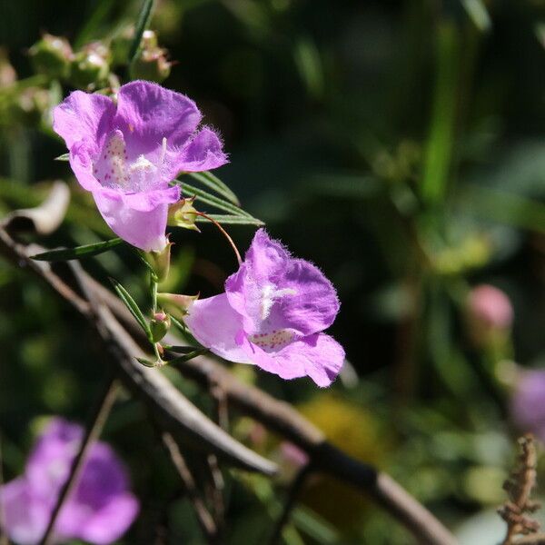 Agalinis purpurea Fleur