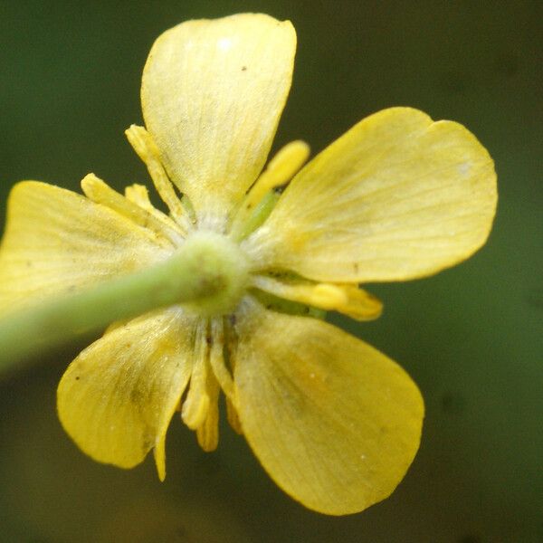 Ranunculus ophioglossifolius Fleur