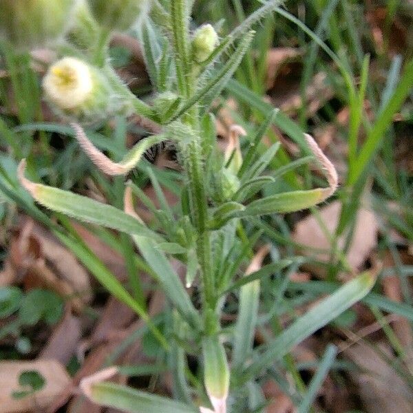 Erigeron bonariensis Blatt