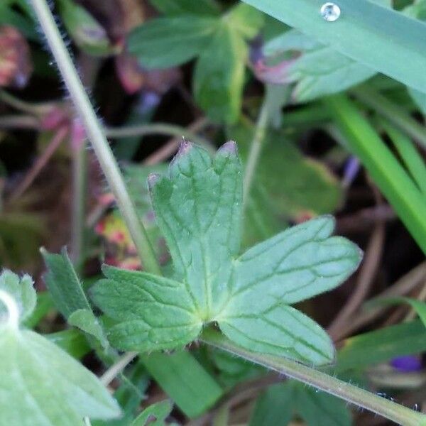 Geranium palustre Folla