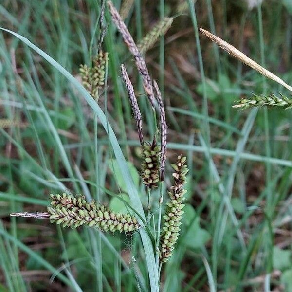 Carex flacca Bloem