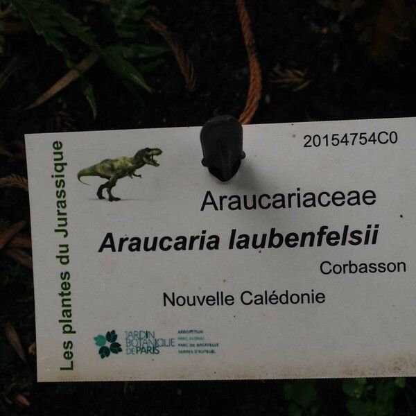 Araucaria laubenfelsii 其他