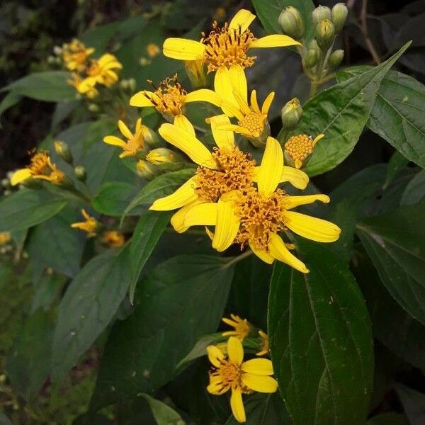 Calea urticifolia Flor