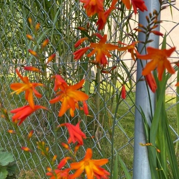 Crocosmia × crocosmiiflora Flower