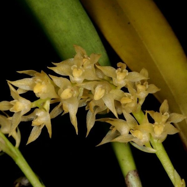 Bulbophyllum polypodioides Floare