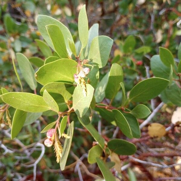 Arctostaphylos patula Froito