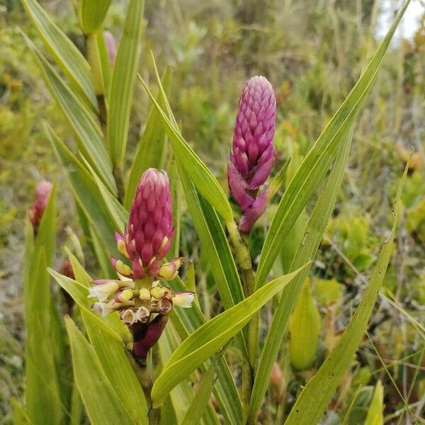 Elleanthus purpureus Flower