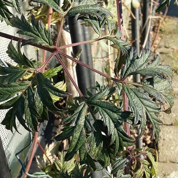 Rubus nemoralis Leaf