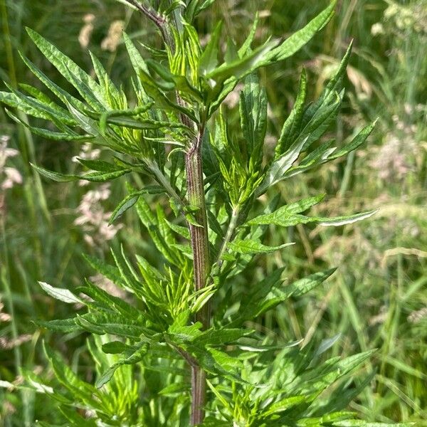 Artemisia vulgaris Kéreg