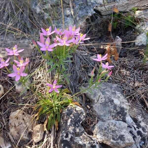 Centaurium quadrifolium Autre