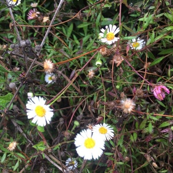 Erigeron karvinskianus Fiore