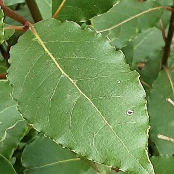 Laurus nobilis Leaf