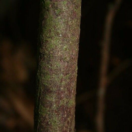 Licaria chrysophylla Bark