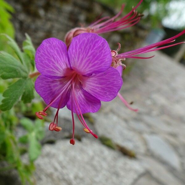 Geranium macrorrhizum Flower