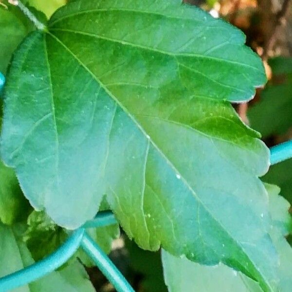 Hibiscus syriacus Leaf