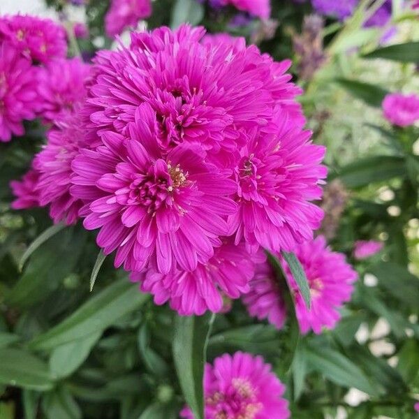 Chrysanthemum × morifolium Floro