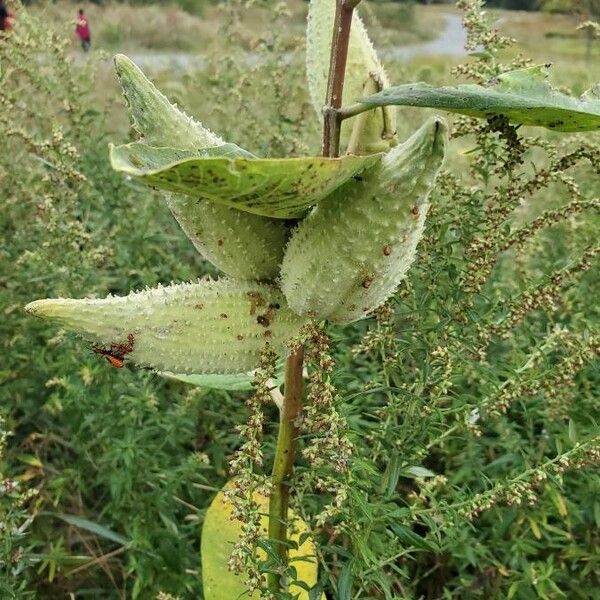 Asclepias syriaca Gyümölcs