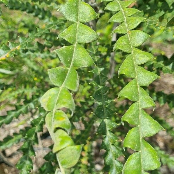 Banksia speciosa ഇല