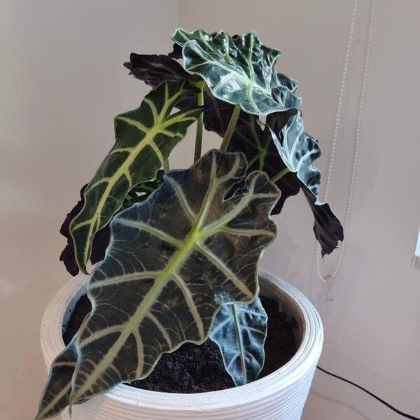 Alocasia sanderiana Frukt