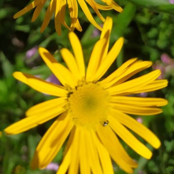 Buphthalmum salicifolium Kvet