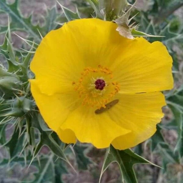 Argemone mexicana Blüte