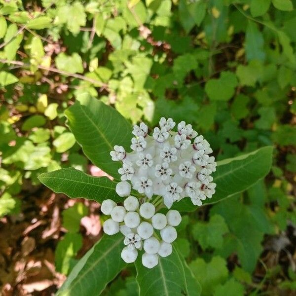 Asclepias variegata പുഷ്പം