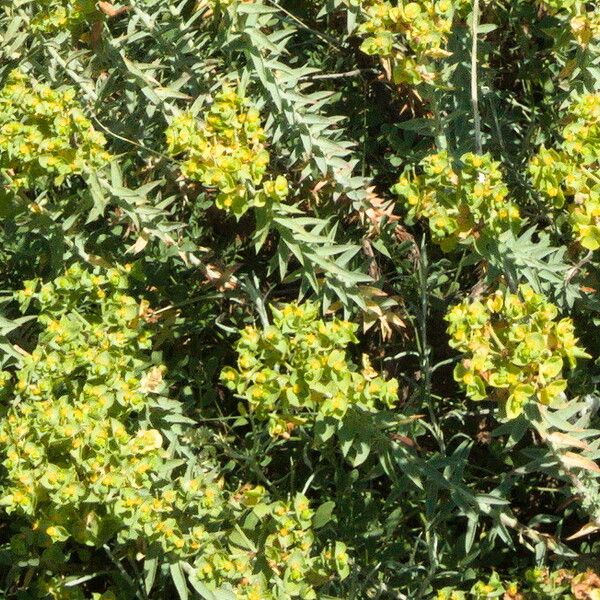 Euphorbia pithyusa Flower