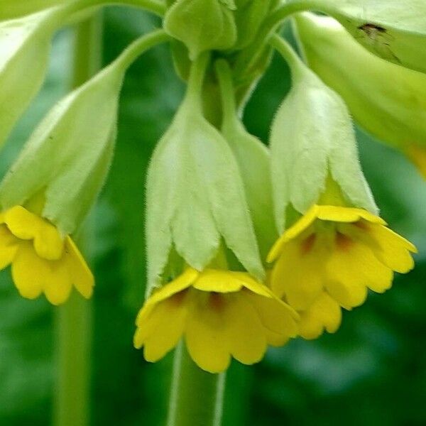 Primula veris Žiedas