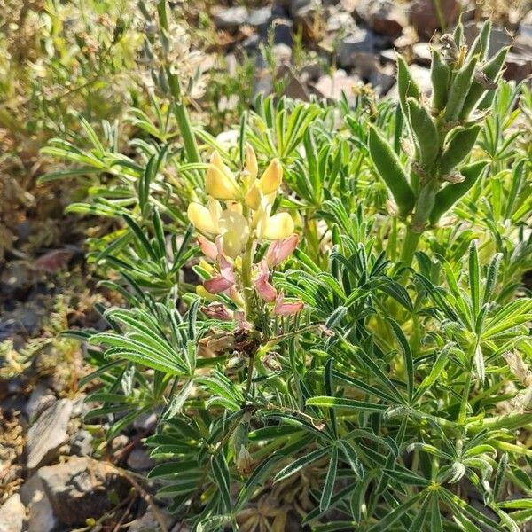 Lupinus luteus Altres