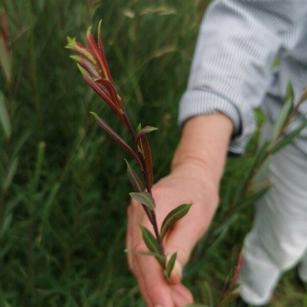 Salix purpurea Leaf