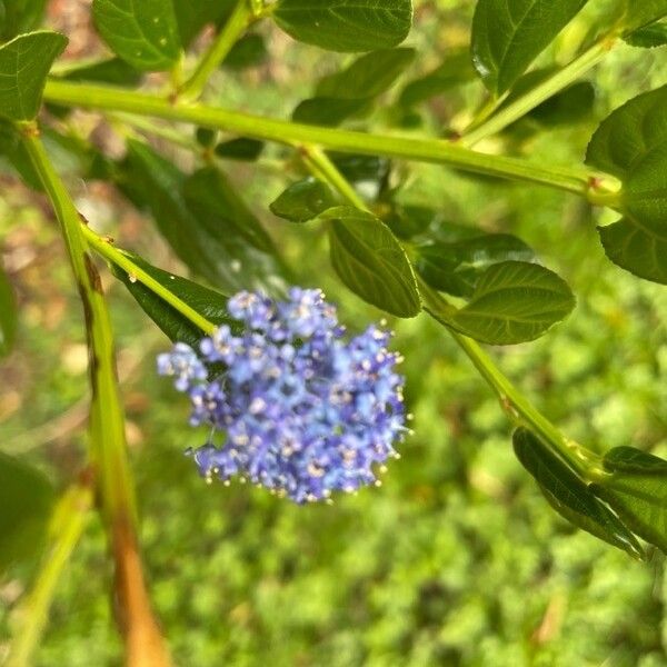 Ceanothus thyrsiflorus Flor