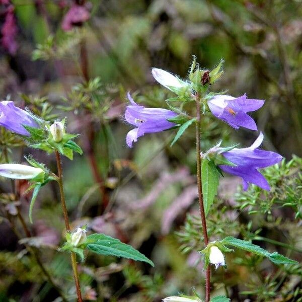 Campanula trachelium Hàbitat