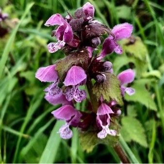 Lamium maculatum Flower