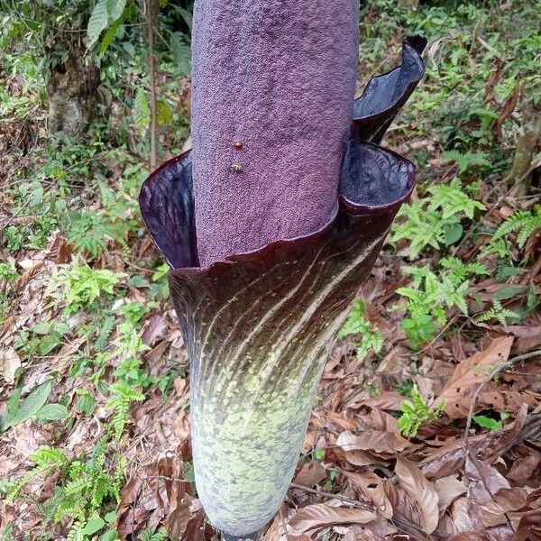 Amorphophallus konjac Цвят