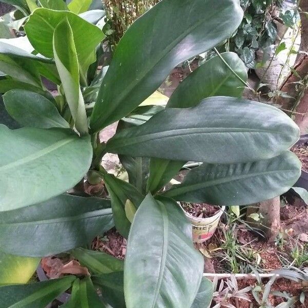 Dieffenbachia parlatorei Blad