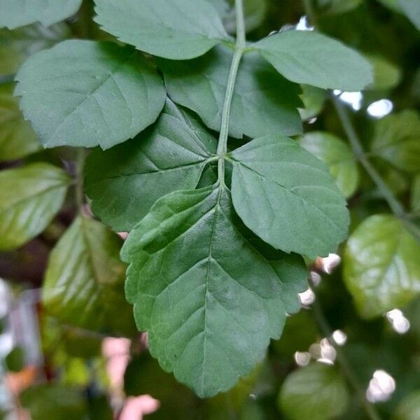 Tecoma capensis Leaf