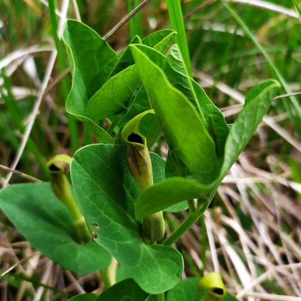 Aristolochia pallida Flower