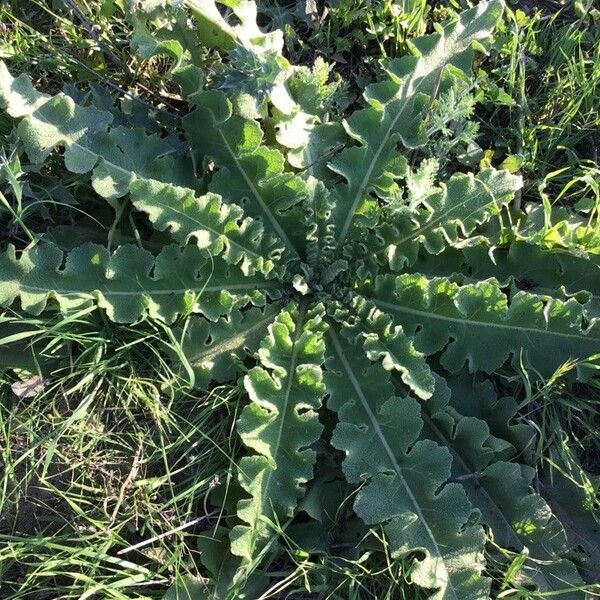 Verbascum sinuatum 葉