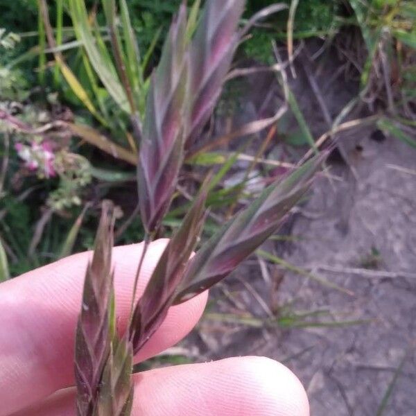 Bromus catharticus Flower