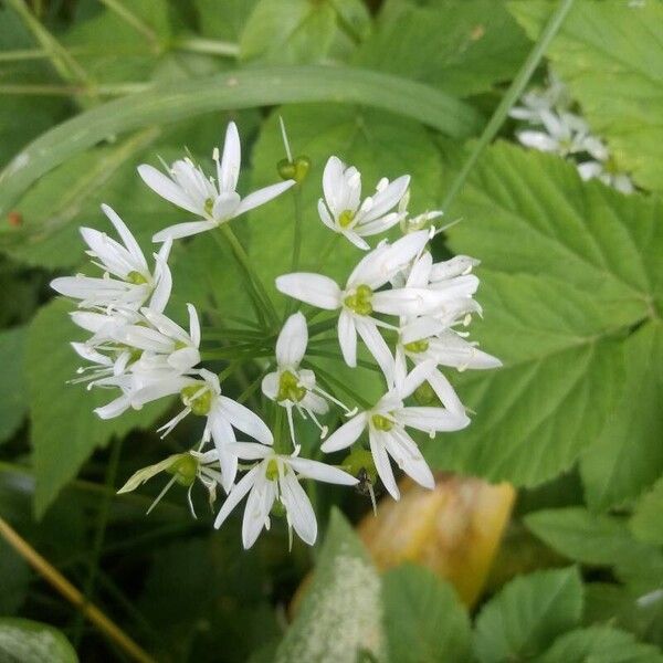 Allium ursinum Flower