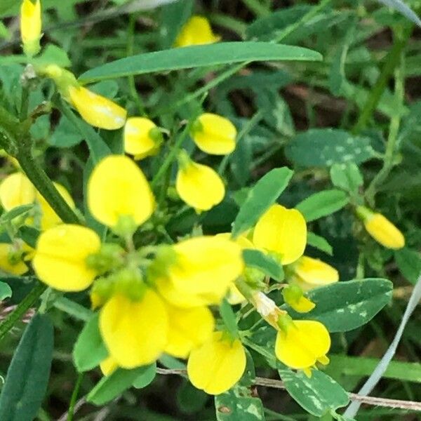 Melilotus officinalis Blomst