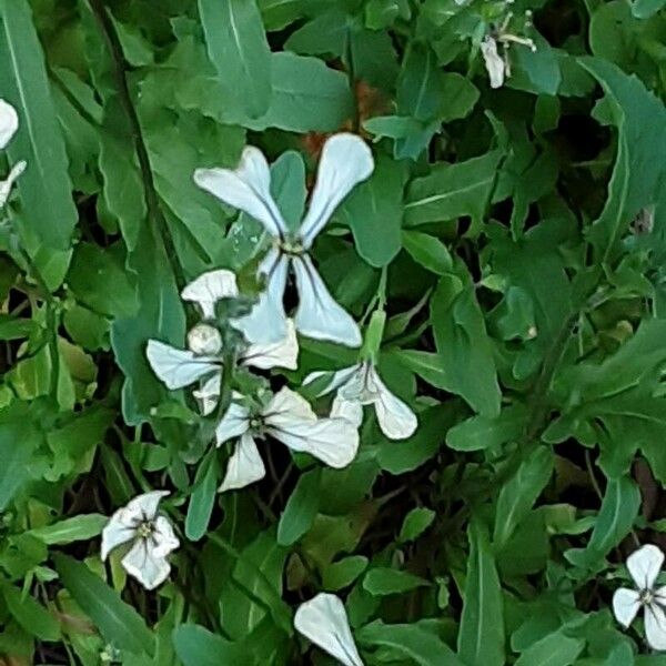 Eruca vesicaria Buveinė