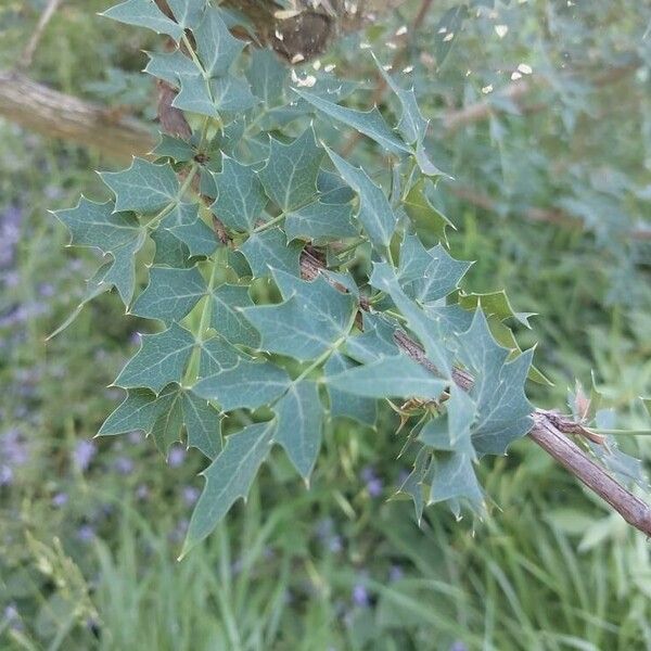 Berberis haematocarpa Fuelha