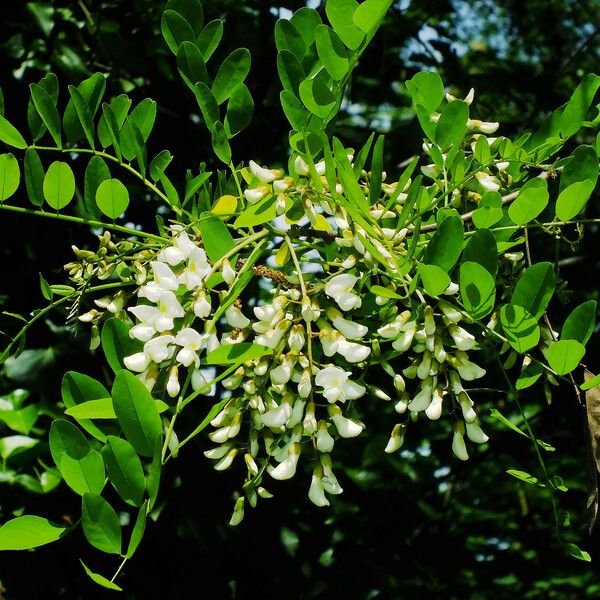 Robinia pseudoacacia Květ