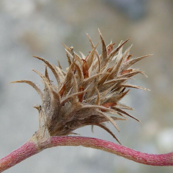 Trifolium scabrum Fruto