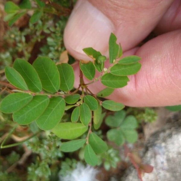 Phyllanthus tenellus Φύλλο