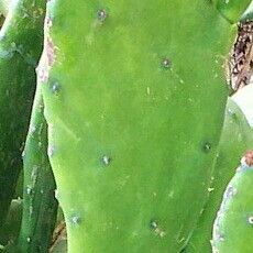 Opuntia cochenillifera List