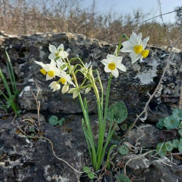 Narcissus tazetta Fleur