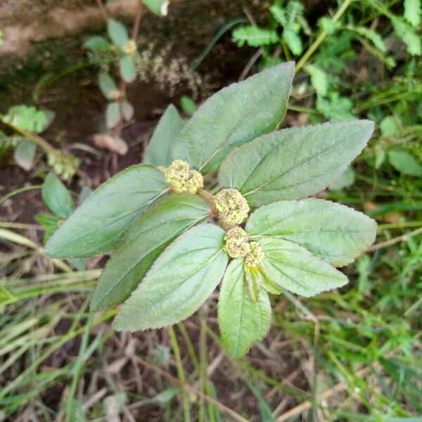 Euphorbia hirta Leht